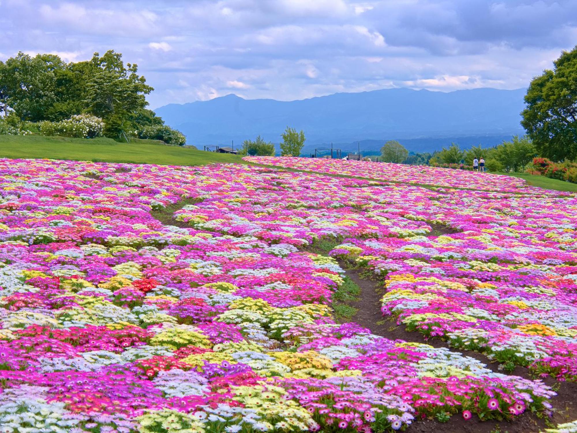 くじゅう花公園　キャンピングリゾート花と星 Kuju Exterior photo