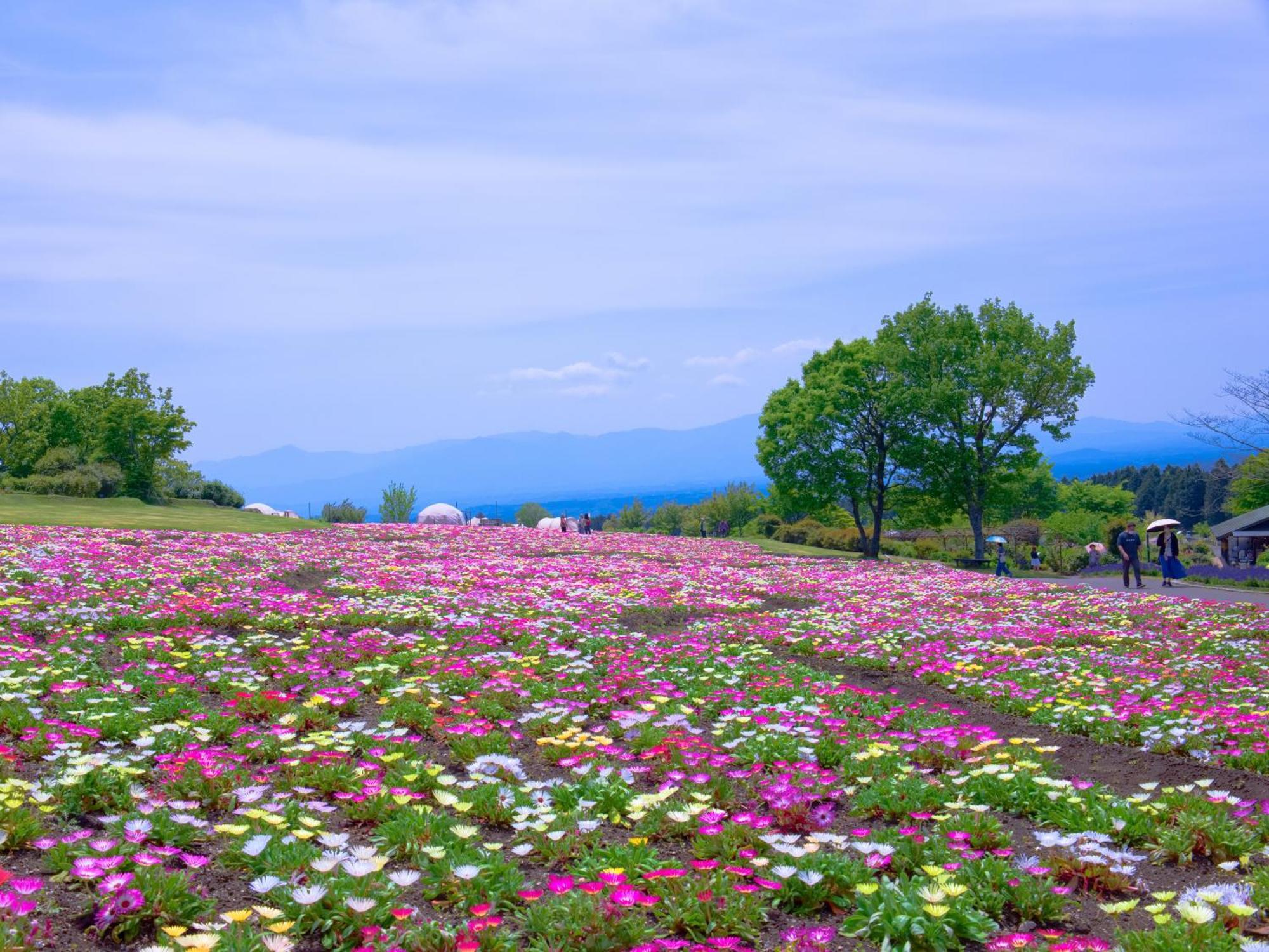 くじゅう花公園　キャンピングリゾート花と星 Kuju Exterior photo