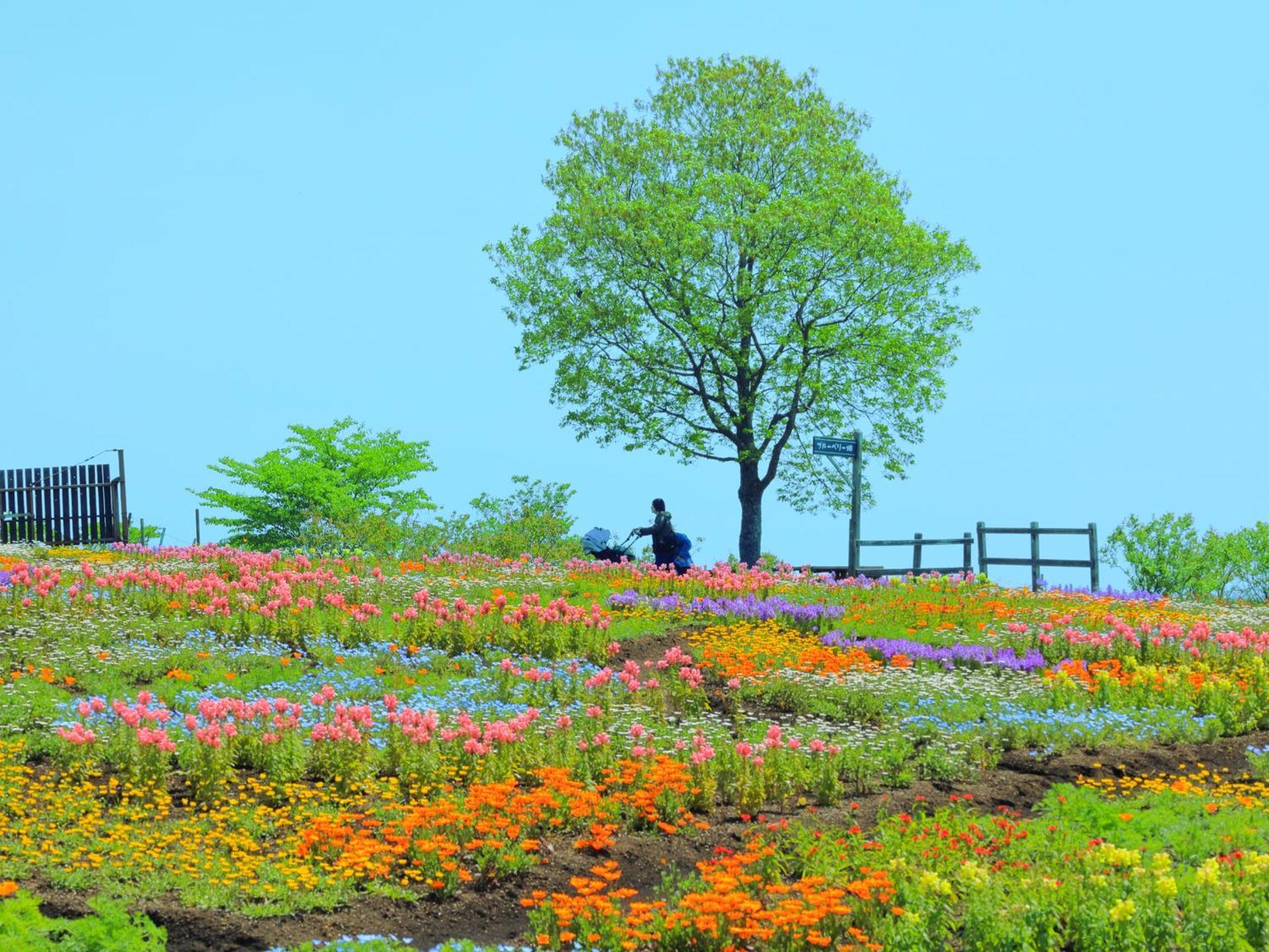 くじゅう花公園　キャンピングリゾート花と星 Kuju Exterior photo