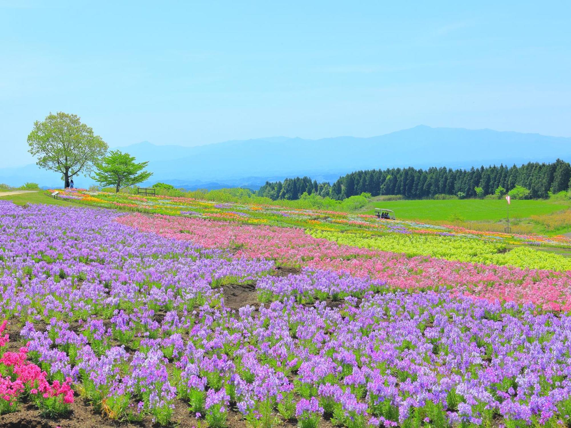 くじゅう花公園　キャンピングリゾート花と星 Kuju Exterior photo