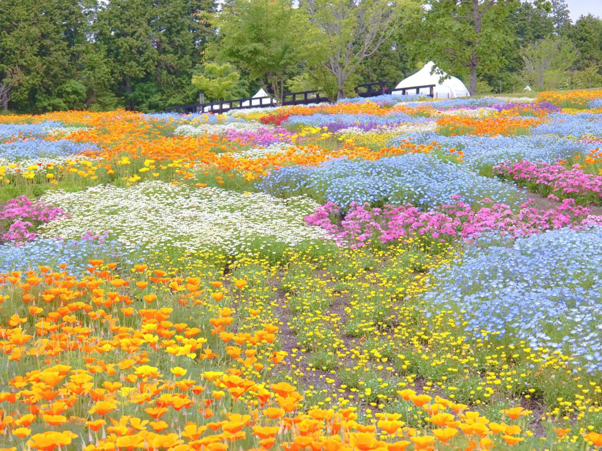 くじゅう花公園　キャンピングリゾート花と星 Kuju Exterior photo