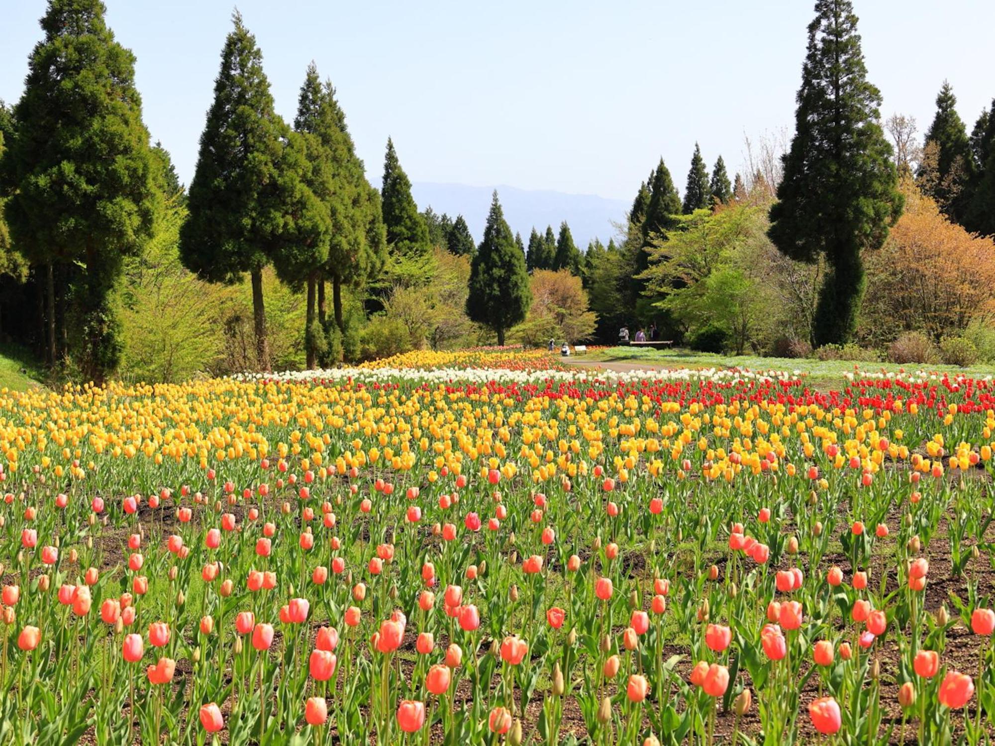くじゅう花公園　キャンピングリゾート花と星 Kuju Exterior photo