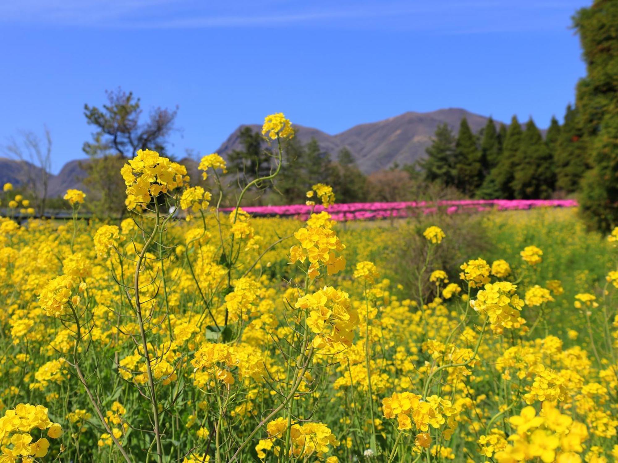 くじゅう花公園　キャンピングリゾート花と星 Kuju Exterior photo