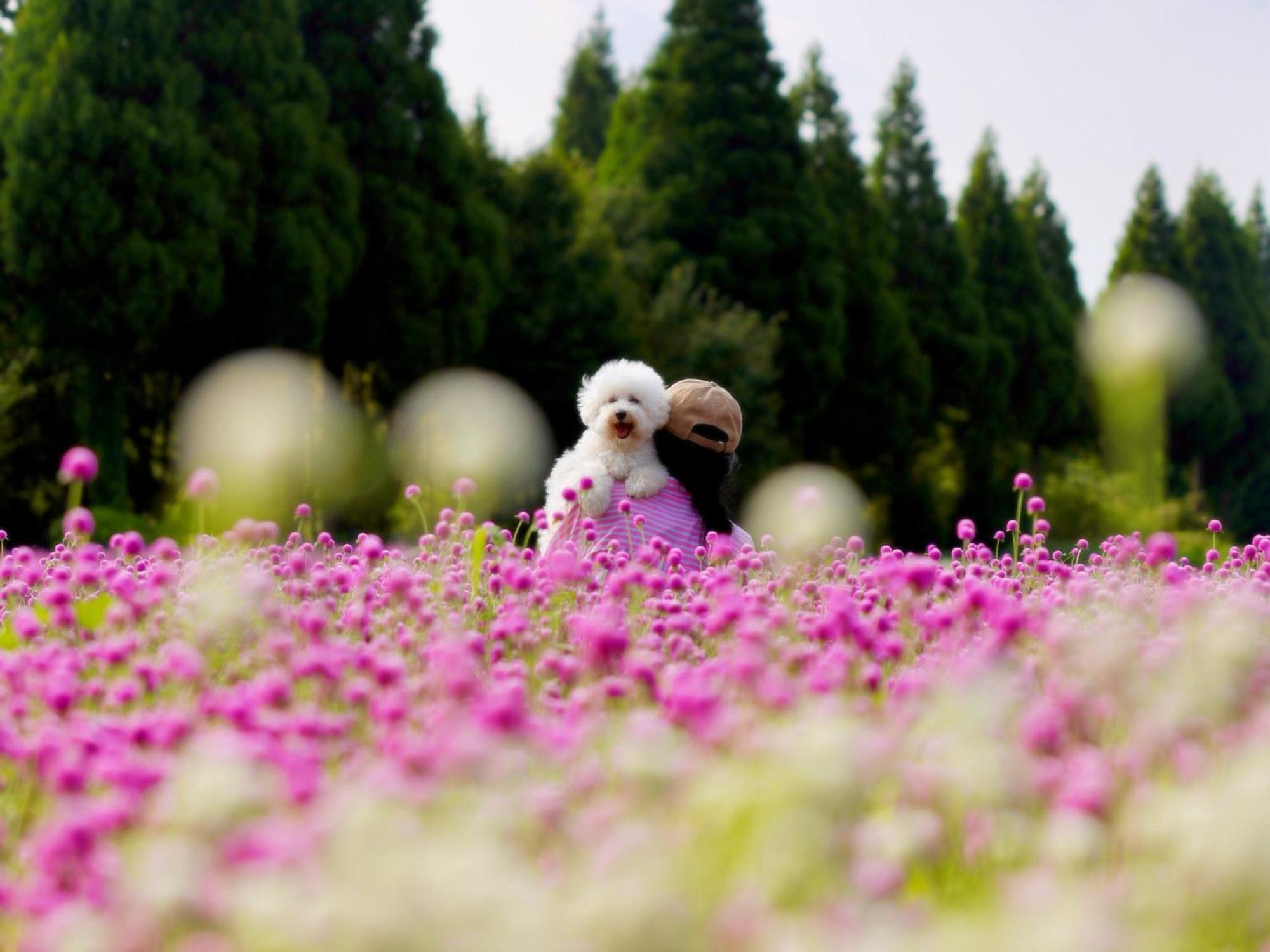 くじゅう花公園　キャンピングリゾート花と星 Kuju Exterior photo
