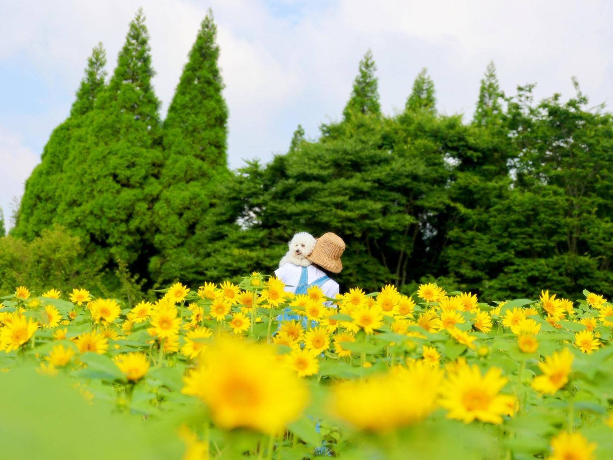 くじゅう花公園　キャンピングリゾート花と星 Kuju Exterior photo